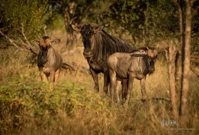 a group of animals standing in a field at Rio Dos Elefantes River Camp in Hoedspruit