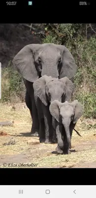a mother elephant and her baby walking down a dirt road at Villa-Candilabra Guesthouse in Komatipoort