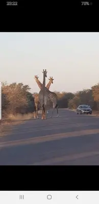 a group of giraffes standing in the middle of the road at Villa-Candilabra Guesthouse in Komatipoort