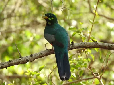 a green bird sitting on a tree branch at Lepêllê Lodge in Burgersfort
