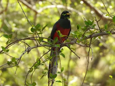 a red and black bird sitting on a tree branch at Lepêllê Lodge in Burgersfort