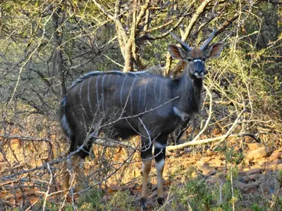 an animal with long horns standing in the woods at Lepêllê Lodge in Burgersfort