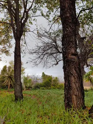 two trees standing next to each other in a field at Munati B&B in Musina