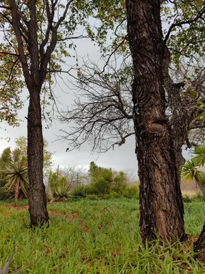 two trees standing next to each other in a field at Munati B&B in Musina