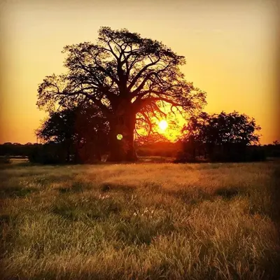 a tree in a field with the sunset in the background at Munati B&B in Musina