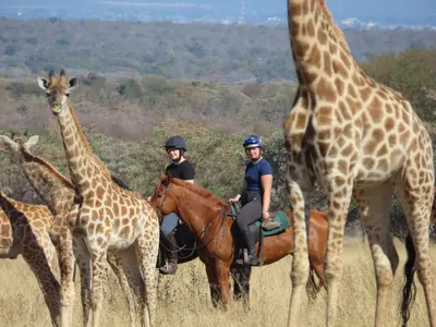 two people riding on horses in a field with giraffes at Waterberg Cottages, Private Game Reserve in Vaalwater