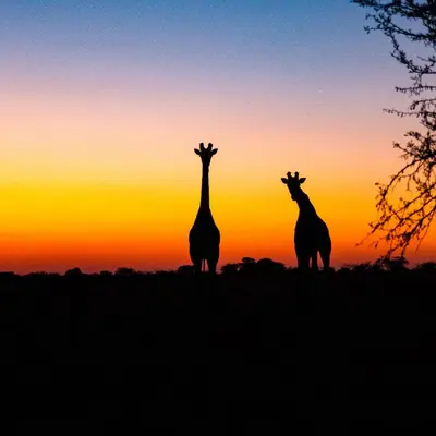 two giraffes standing in front of a sunset at Waterberg Cottages, Private Game Reserve in Vaalwater