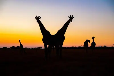 a group of giraffes standing in a field at sunset at Waterberg Cottages, Private Game Reserve in Vaalwater