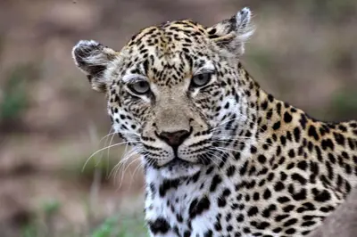 a close up of a leopard looking at the camera at Umlani Bushcamp in Timbavati Game Reserve