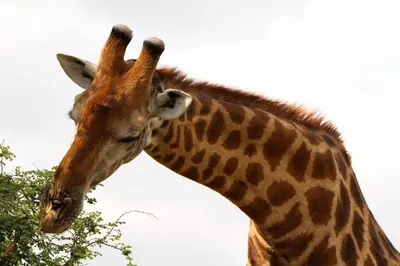 a giraffe is eating leaves from a tree at Umlani Bushcamp in Timbavati Game Reserve