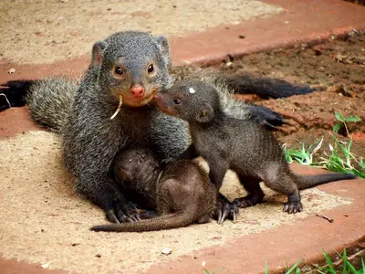 a couple of squirrels sitting next to each other at Wielewaal Bush Lodge in Marloth Park
