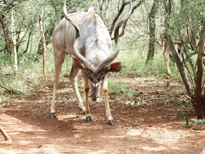 a antelope with large horns walking down a dirt road at Wielewaal Bush Lodge in Marloth Park