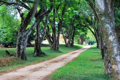 a dirt road with trees on either side of it at Idle & Wild Chalet in Hazyview