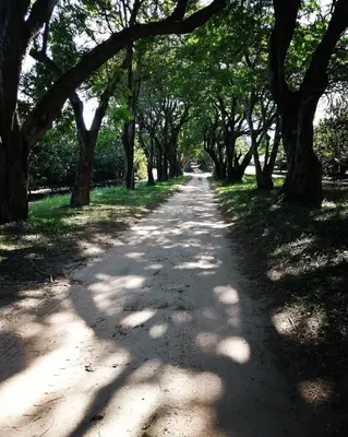 a tree lined dirt road with trees on either side at Idle & Wild Chalet in Hazyview