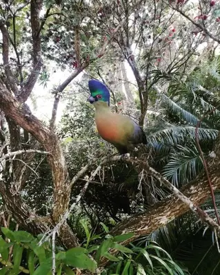 a bird sitting on top of a tree at Idle & Wild Chalet in Hazyview