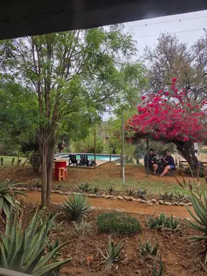 a park with people sitting under a tree with pink flowers at Three Bridges B&B in Hoedspruit