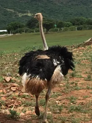 an ostrich walking in a field of grass at Ithaba Falls Guest Farm Farm L59, Buffelsvley, Burgersfort, 1150 in Boerboomskraal