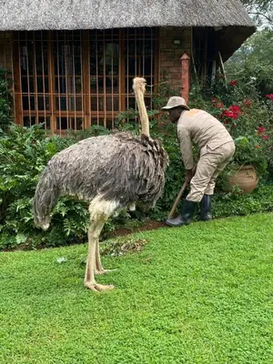 an ostrich standing next to a man in the grass at Ithaba Falls Guest Farm Farm L59, Buffelsvley, Burgersfort, 1150 in Boerboomskraal