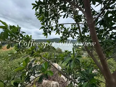a coffee spot with a tree in a field at Plumbago Guest House in Hazyview