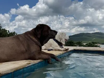 two dogs laying on the edge of a swimming pool at Plumbago Guest House in Hazyview