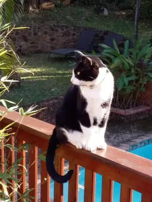 a black and white cat sitting on a wooden bench at Woodlands Guest House in Hazyview