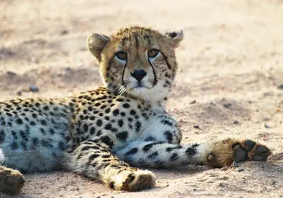 a cheetah laying on the ground in the dirt at Rhino Walking Safaris in Skukuza