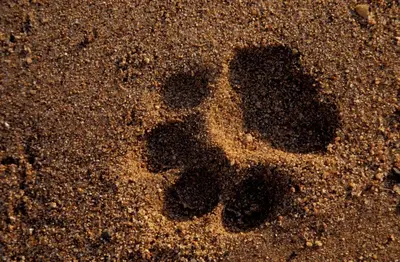 a shadow of a pair of footprints in the sand at Rhino Walking Safaris in Skukuza