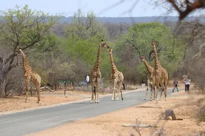 a group of giraffes walking down a road at Unembeza Boutique Lodge & Spa in Hoedspruit