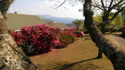 a row of bushes with pink flowers in front of a house at Kloofsig Holiday Cottages in Graskop