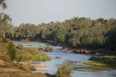 a herd of elephants crossing a river at Baobab Hill House by RETURN Africa in Makuleke Contract Park