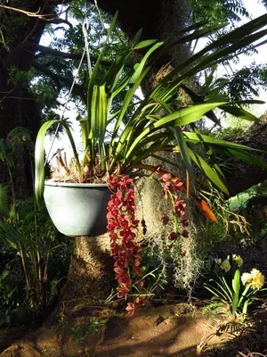 a plant in a pot on the side of a tree at Eden Cottage in White River