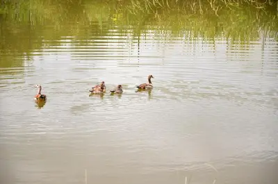 a group of ducks swimming in the water at Eden Cottage in White River