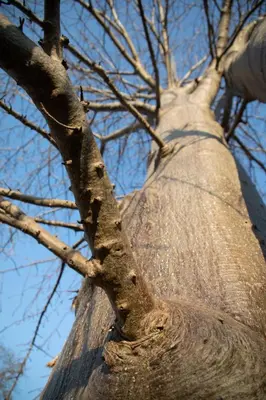 a close up of the trunk of a tree at Antares Bush Camp & Umgede Hide in Grietjie Nature Reserve