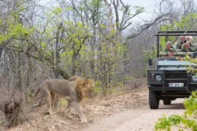 a lion walking on a dirt road next to a jeep at Antares Bush Camp & Umgede Hide in Grietjie Nature Reserve