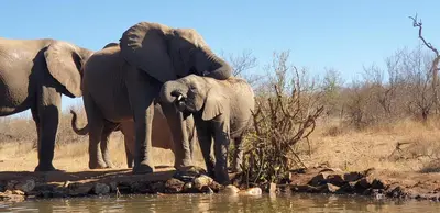 an adult elephant and a baby elephant standing near the water at Antares Bush Camp & Umgede Hide in Grietjie Nature Reserve