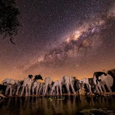 Antares Bush Camp & Umgede Hide