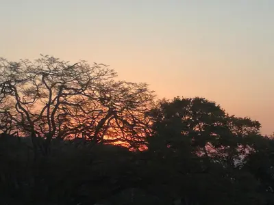a group of trees with the sunset in the background at Guest House Mamma Mia in Nelspruit