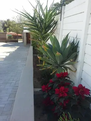 a plant next to a wall with red flowers at Guest House Mamma Mia in Nelspruit