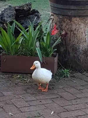 a duck standing on the ground next to some plants at Thandamanzi Self Catering in Sabie
