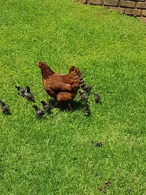 a brown chicken standing in the grass with birds at Thandamanzi Self Catering in Sabie