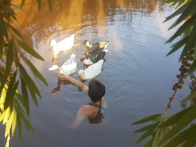 a woman in the water looking at ducks in the water at Thandamanzi Self Catering in Sabie