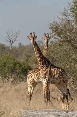 three giraffes standing next to each other in a field at Buffelshoek Tented Camp in Manyeleti Game Reserve