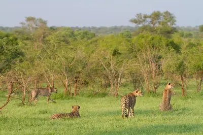 a group of giraffes sitting in a field at Buffelshoek Tented Camp in Manyeleti Game Reserve