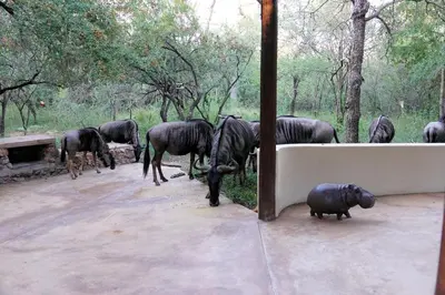 a herd of black animals grazing on grass at Treetops Marloth Park in Marloth Park