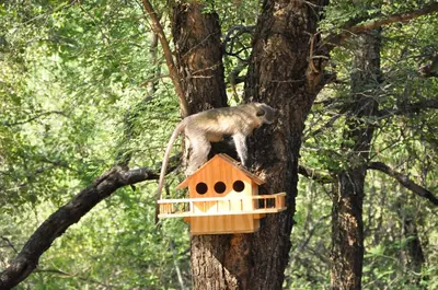 a monkey standing on a bird house in a tree at Treetops Marloth Park in Marloth Park
