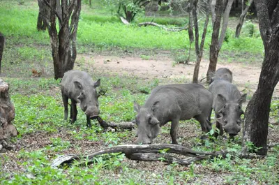 a group of pigs standing in a field at Treetops Marloth Park in Marloth Park