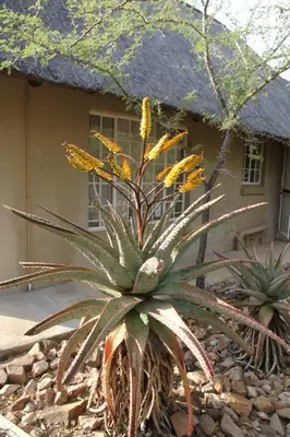 a plant with yellow flowers in front of a house at Treetops Marloth Park in Marloth Park
