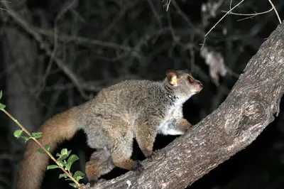 a koala sitting on top of a tree branch at Treetops Marloth Park in Marloth Park
