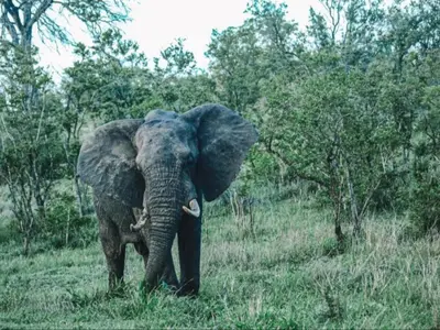 an elephant walking in the grass in a field at Honeyguide Tented Safari Camps - Mantobeni in Manyeleti Game Reserve