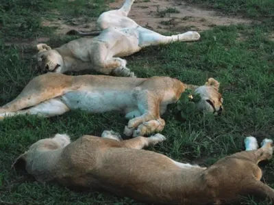 two lions laying on the grass in the grass at Honeyguide Tented Safari Camps - Mantobeni in Manyeleti Game Reserve